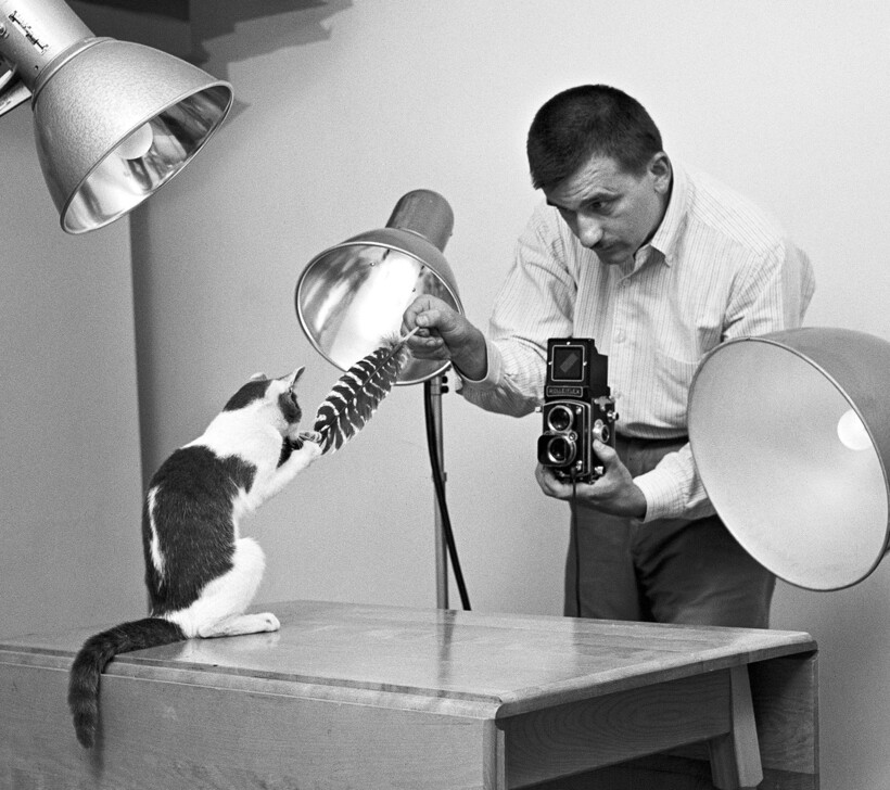 Блог - 15 работ фотографа, который 75 лет снимал кошек 15 работ фотографа, который 75 лет снимал кошек