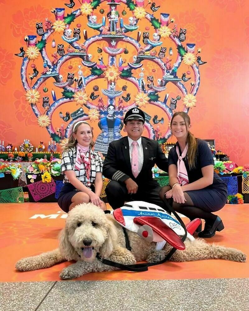 16 фото милейших зоотерапевтов, которые работают в аэропортах 