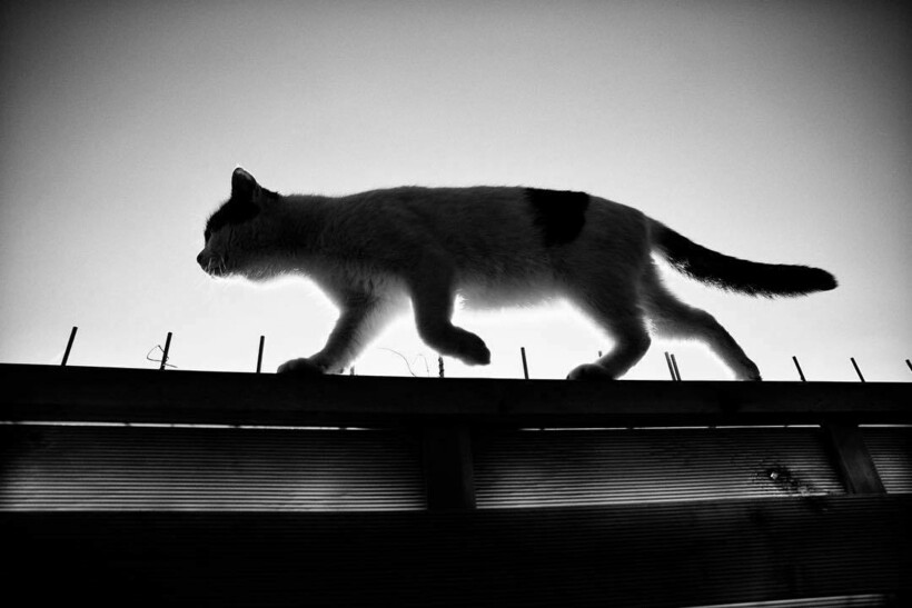 Блог - 14 фото кошек и их уникального таланта балансировать 14 фото кошек и их уникального таланта балансировать