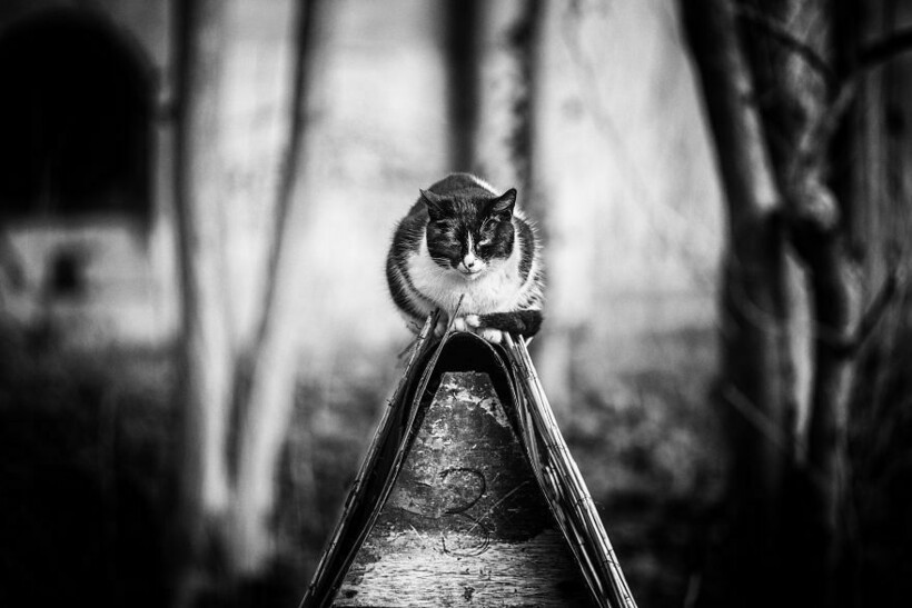 Блог - 14 фото кошек и их уникального таланта балансировать 14 фото кошек и их уникального таланта балансировать