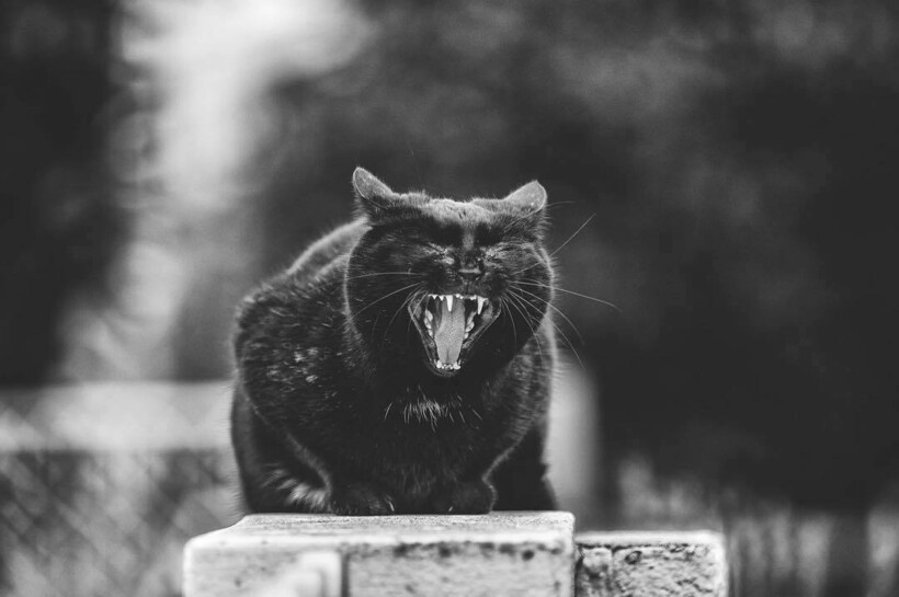 Блог - 14 фото кошек и их уникального таланта балансировать 14 фото кошек и их уникального таланта балансировать