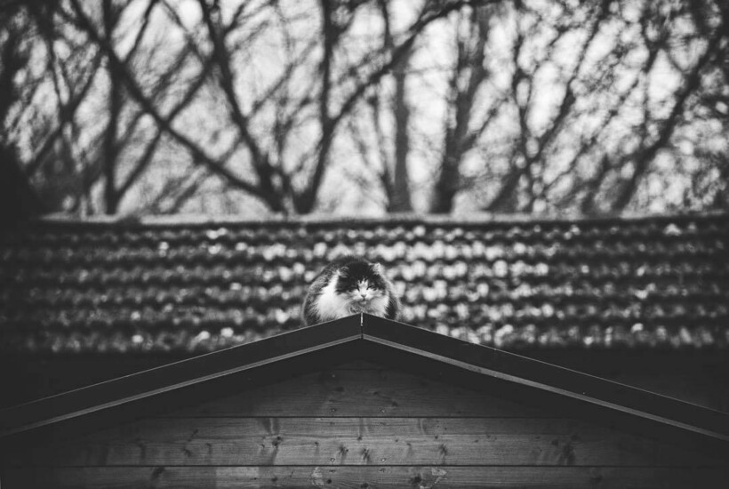 Блог - 14 фото кошек и их уникального таланта балансировать 14 фото кошек и их уникального таланта балансировать