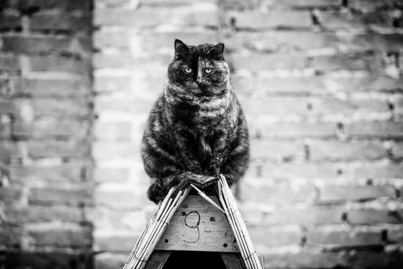 Блог - 14 фото кошек и их уникального таланта балансировать 14 фото кошек и их уникального таланта балансировать