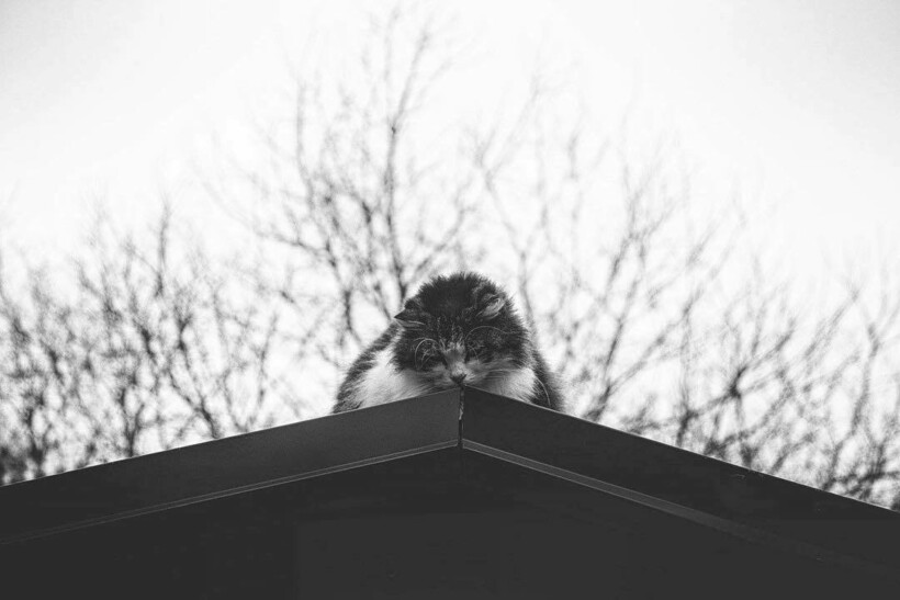 Блог - 14 фото кошек и их уникального таланта балансировать 14 фото кошек и их уникального таланта балансировать