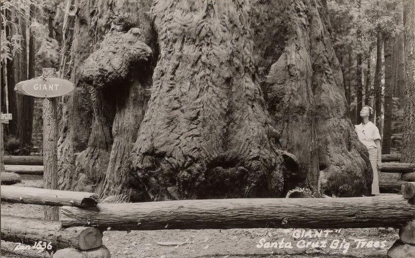 14 старинных фотографий, на которых люди позируют с деревьями-гигантами