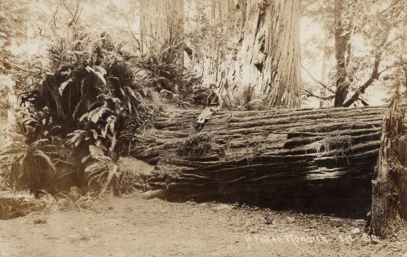 14 старинных фотографий, на которых люди позируют с деревьями-гигантами
