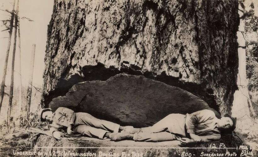14 старинных фотографий, на которых люди позируют с деревьями-гигантами