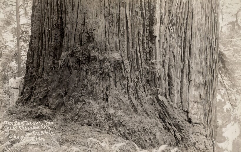 14 старинных фотографий, на которых люди позируют с деревьями-гигантами
