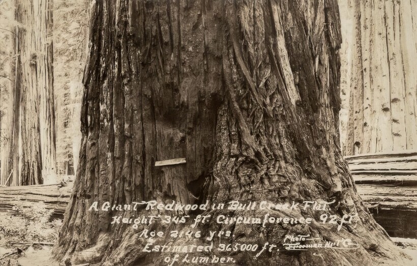 14 старинных фотографий, на которых люди позируют с деревьями-гигантами