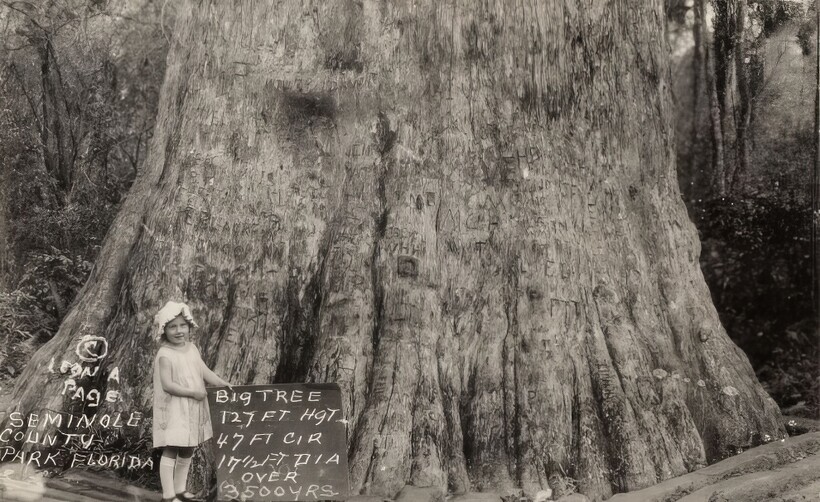 14 старинных фотографий, на которых люди позируют с деревьями-гигантами