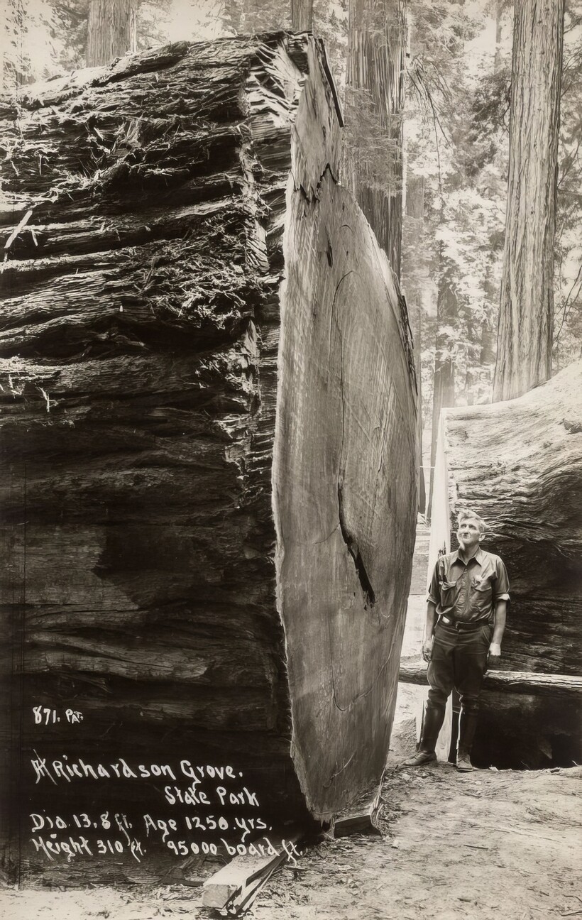 14 старинных фотографий, на которых люди позируют с деревьями-гигантами