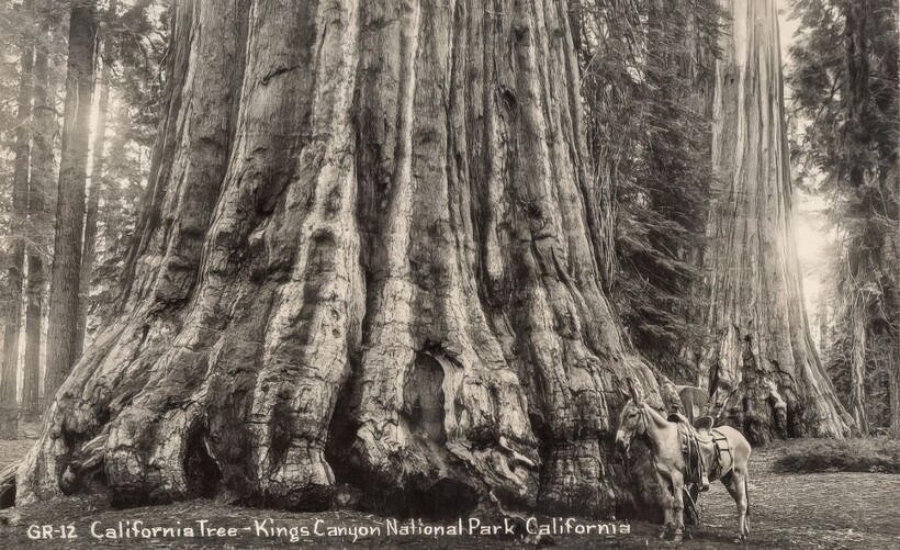 14 старинных фотографий, на которых люди позируют с деревьями-гигантами