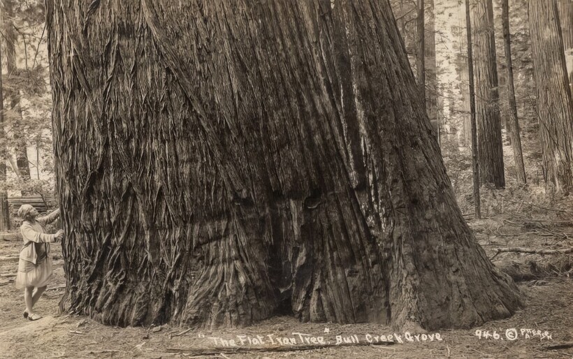 14 старинных фотографий, на которых люди позируют с деревьями-гигантами