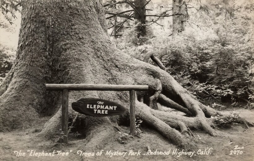 14 старинных фотографий, на которых люди позируют с деревьями-гигантами