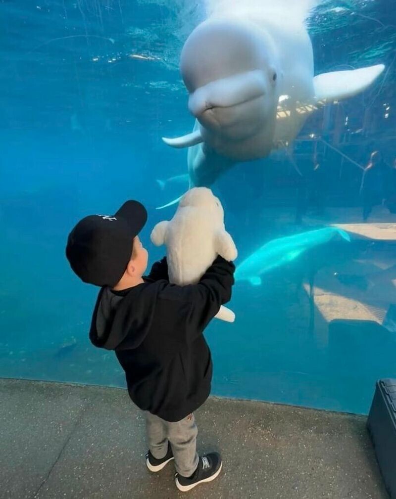 Белуха решила поиграть с детьми в прятки