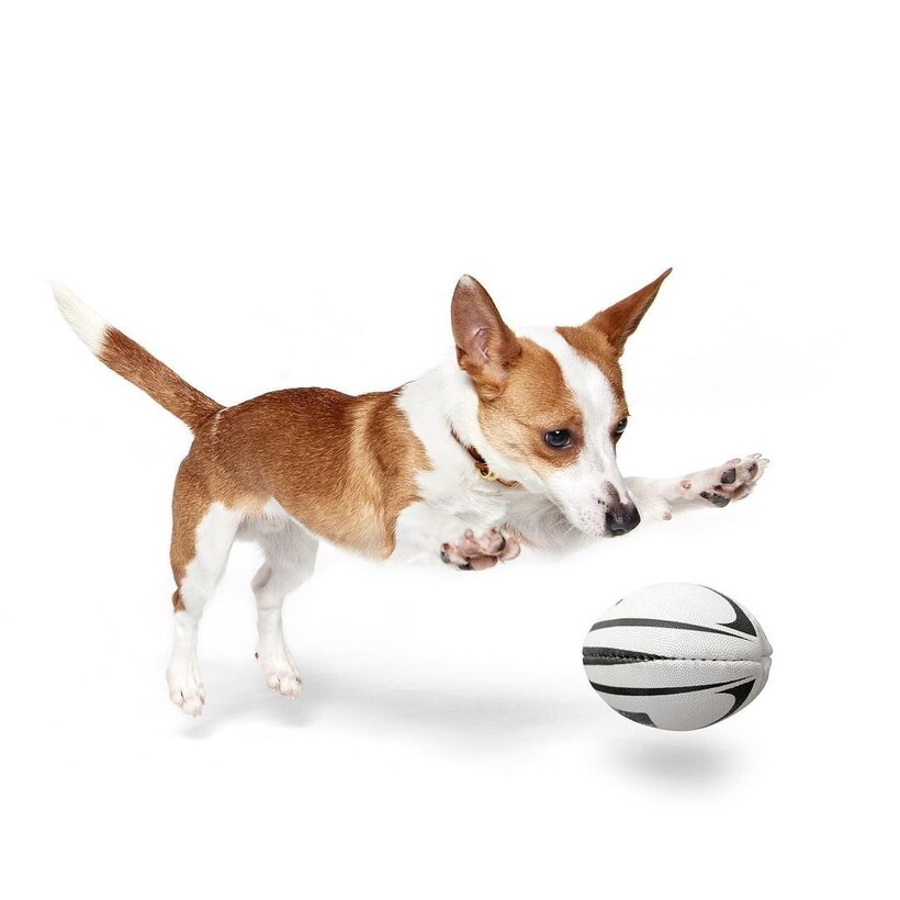 14 забавных портретов питомцев, которые заняты человеческими делами