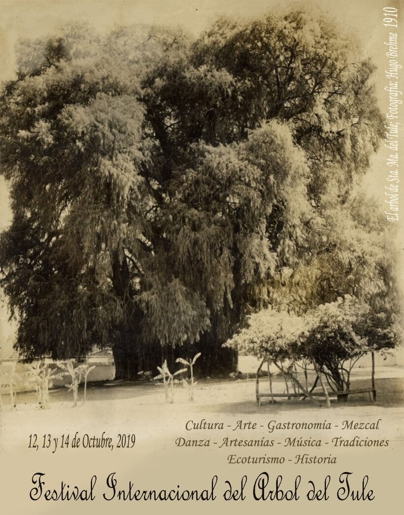 14 поразительных фото, насколько огромное самое большее дерево Мексики