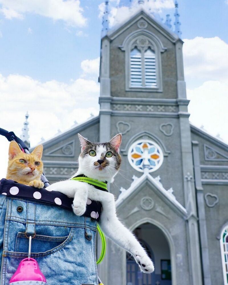 Японец путешествует по стране с двумя кошками, и их поездки идеальны