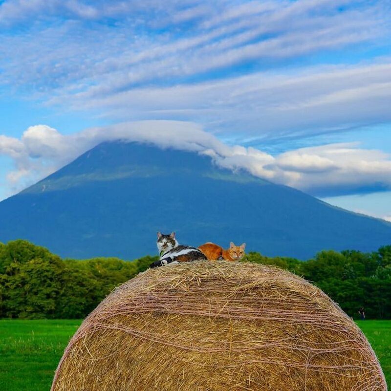 Японец путешествует по стране с двумя кошками, и их поездки идеальны