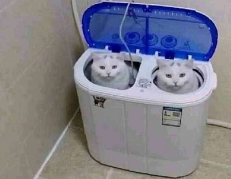 14 кошек, которые попали в смешные ситуации