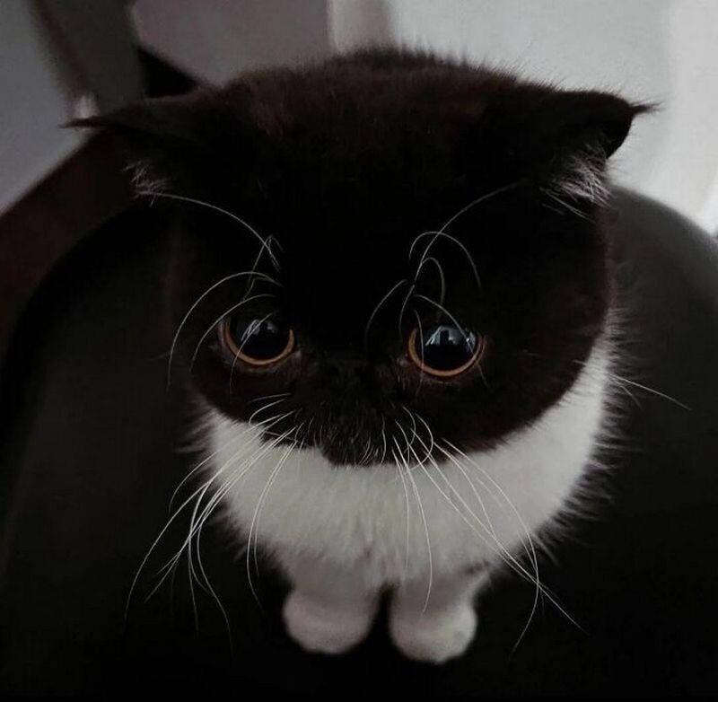 14 кошек, которые попали в смешные ситуации