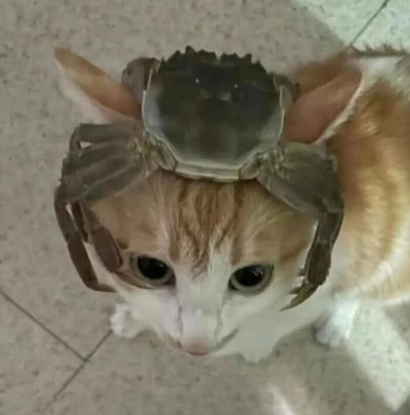 14 кошек, которые попали в смешные ситуации