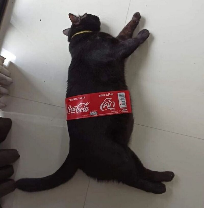 14 кошек, которые попали в смешные ситуации