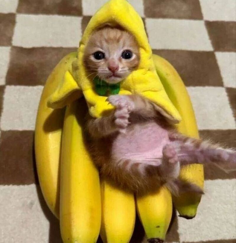 14 кошек, которые попали в смешные ситуации