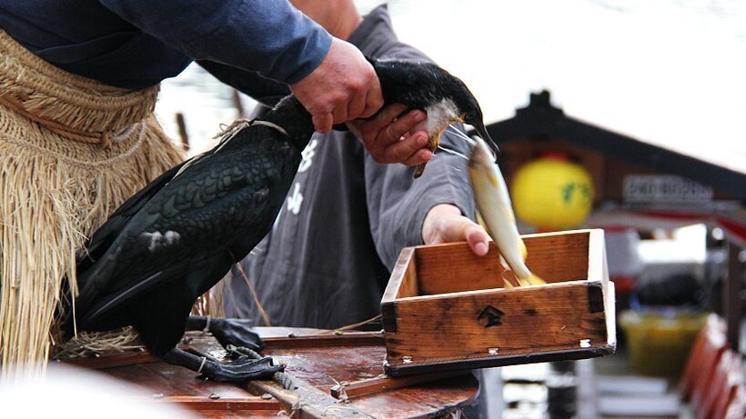 Баклан отдает свой улов. Фото: japan-guide.com Баклан отдает свой улов. Фото: japan-guide.com