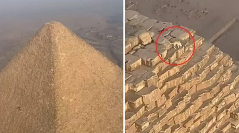 Собака забралась на пирамиду Гизы