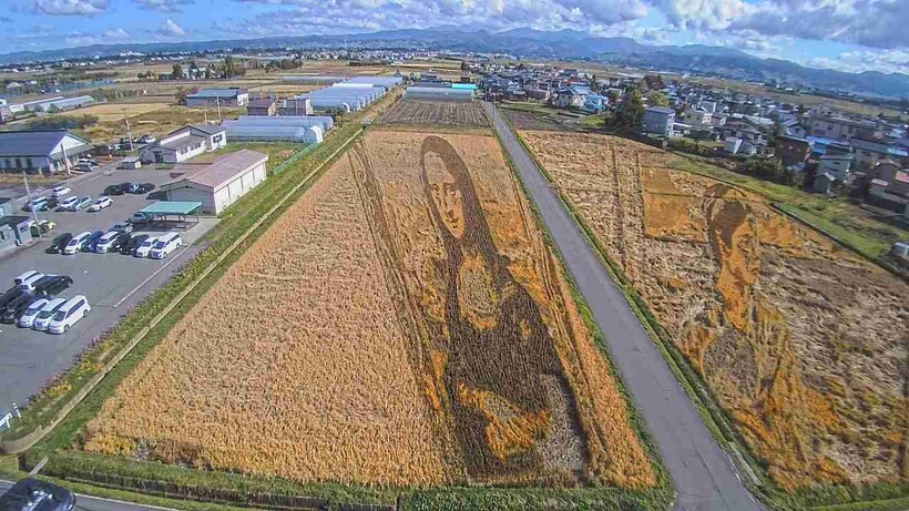 Блог - 15 снимков о том, как в Японии создают картины на рисовых полях 15 снимков о том, как в Японии создают картины на рисовых полях