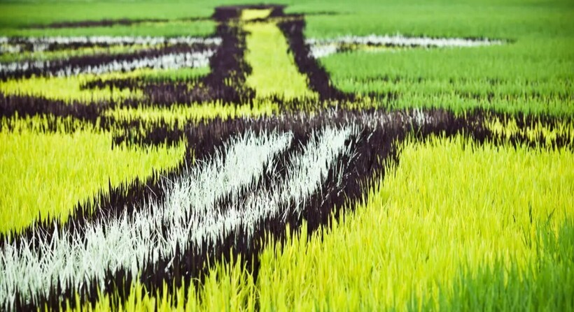 Блог - 15 снимков о том, как в Японии создают картины на рисовых полях 15 снимков о том, как в Японии создают картины на рисовых полях