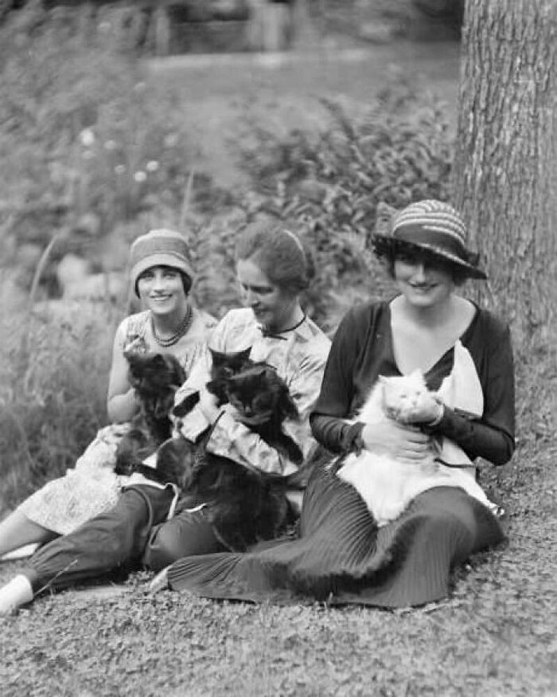 15 винтажных фотографий кошек, которые растопят сердце