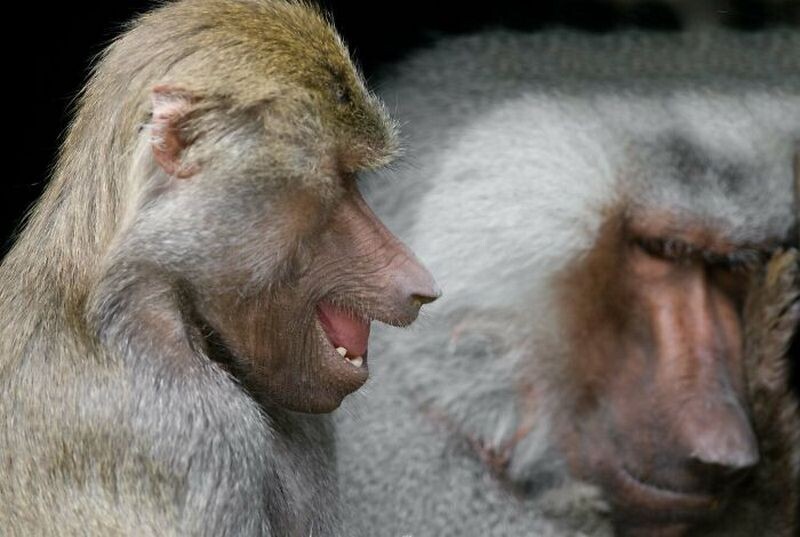 Блог - 15 доказательств того, что животные умеют смеяться не хуже людей 15 доказательств того, что животные умеют смеяться не хуже людей