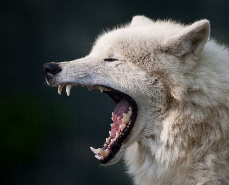 Блог - 15 доказательств того, что животные умеют смеяться не хуже людей 15 доказательств того, что животные умеют смеяться не хуже людей