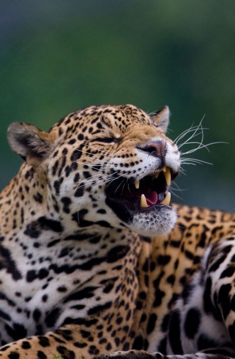 Блог - 15 доказательств того, что животные умеют смеяться не хуже людей 15 доказательств того, что животные умеют смеяться не хуже людей