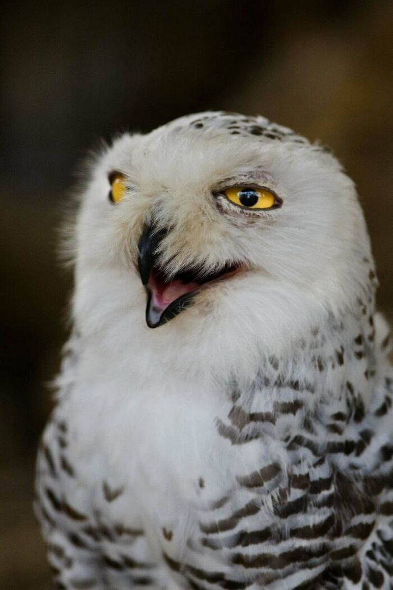 Блог - 15 доказательств того, что животные умеют смеяться не хуже людей 15 доказательств того, что животные умеют смеяться не хуже людей