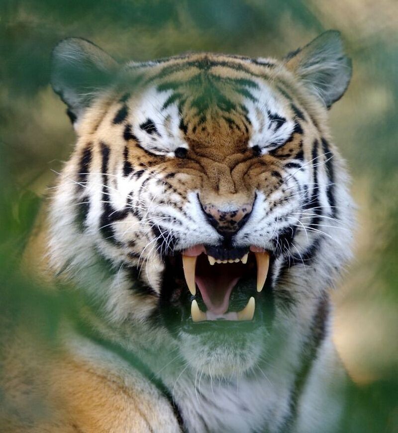 Блог - 15 доказательств того, что животные умеют смеяться не хуже людей 15 доказательств того, что животные умеют смеяться не хуже людей