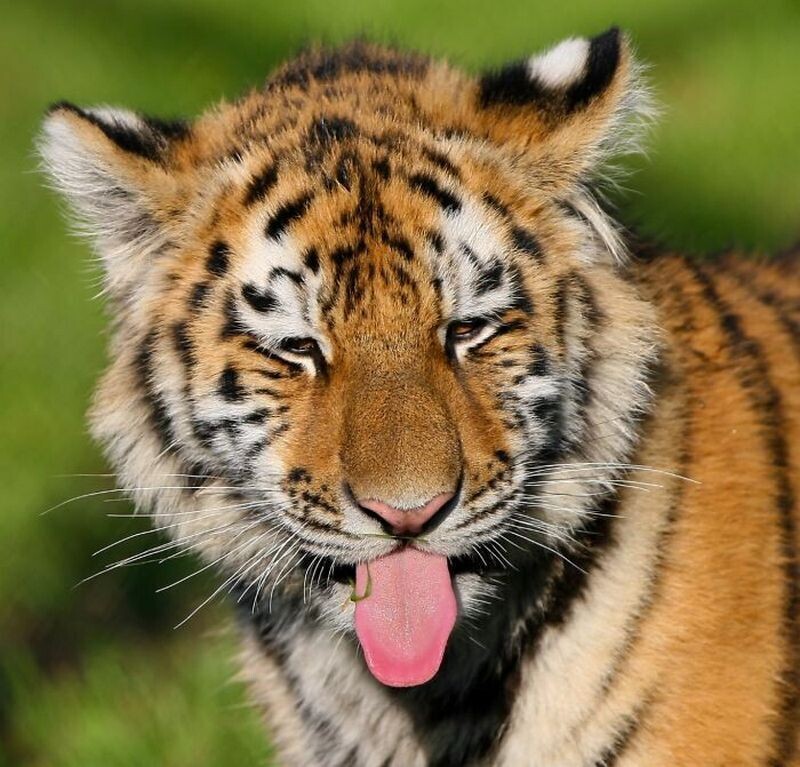 Блог - 15 доказательств того, что животные умеют смеяться не хуже людей 15 доказательств того, что животные умеют смеяться не хуже людей