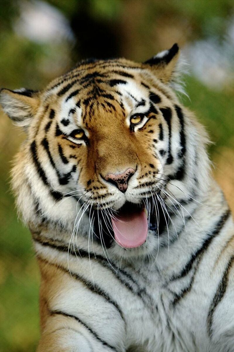 Блог - 15 доказательств того, что животные умеют смеяться не хуже людей 15 доказательств того, что животные умеют смеяться не хуже людей