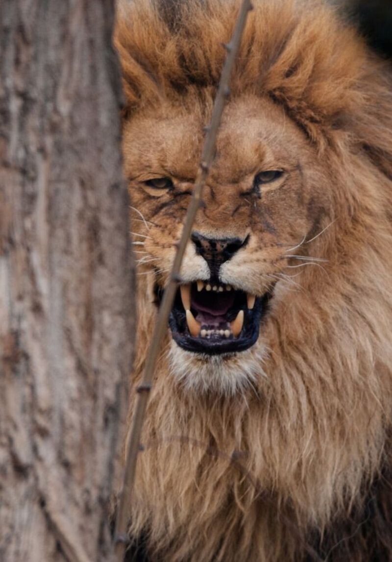 Блог - 15 доказательств того, что животные умеют смеяться не хуже людей 15 доказательств того, что животные умеют смеяться не хуже людей