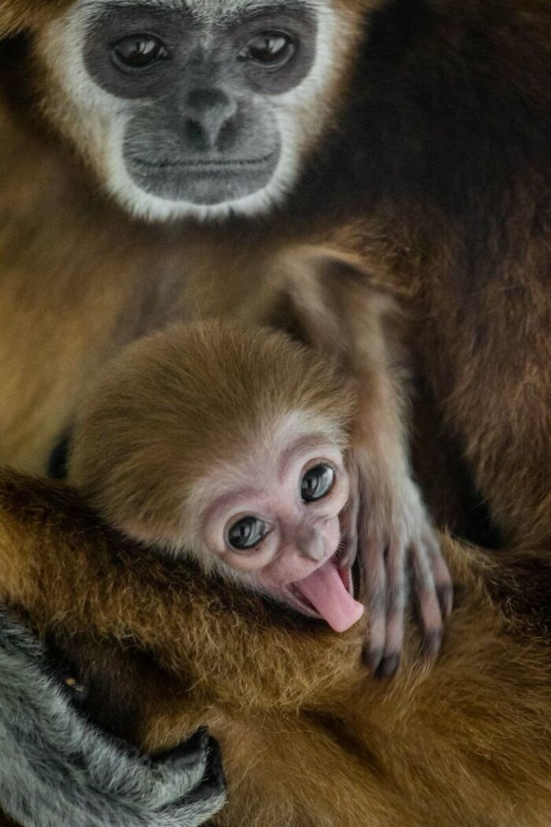 Блог - 15 доказательств того, что животные умеют смеяться не хуже людей 15 доказательств того, что животные умеют смеяться не хуже людей