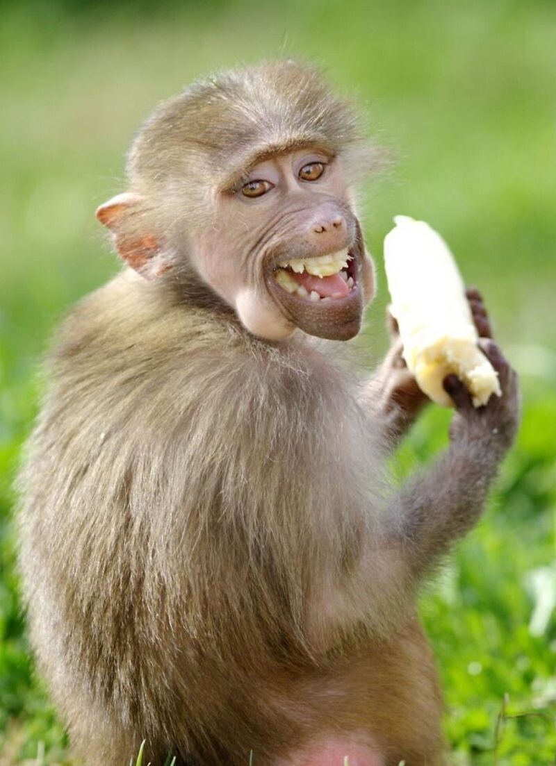 Блог - 15 доказательств того, что животные умеют смеяться не хуже людей 15 доказательств того, что животные умеют смеяться не хуже людей