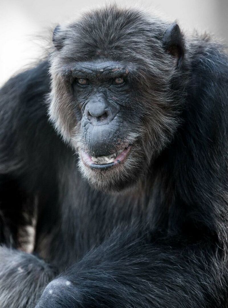 Блог - 15 доказательств того, что животные умеют смеяться не хуже людей 15 доказательств того, что животные умеют смеяться не хуже людей