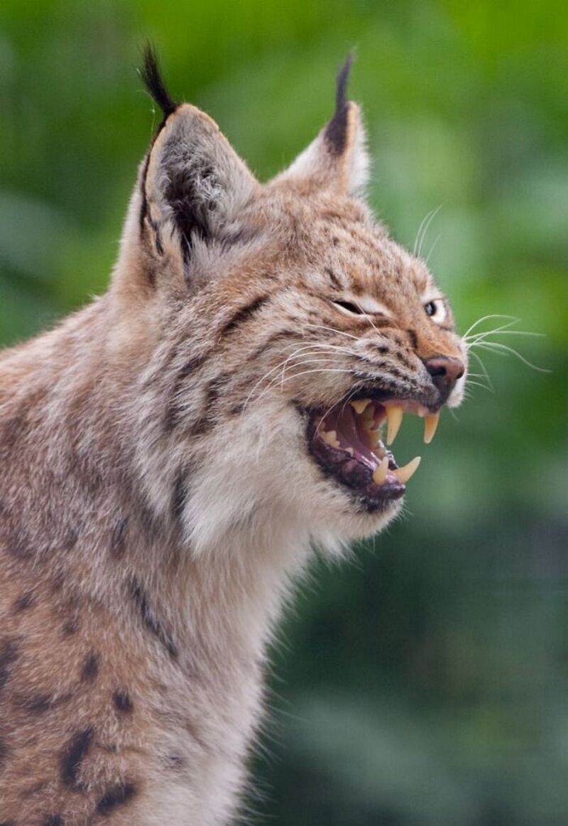 Блог - 15 доказательств того, что животные умеют смеяться не хуже людей 15 доказательств того, что животные умеют смеяться не хуже людей