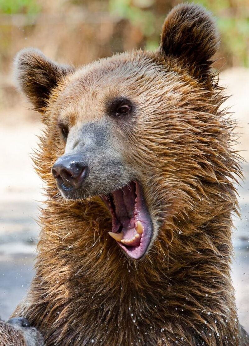 Блог - 15 доказательств того, что животные умеют смеяться не хуже людей 15 доказательств того, что животные умеют смеяться не хуже людей