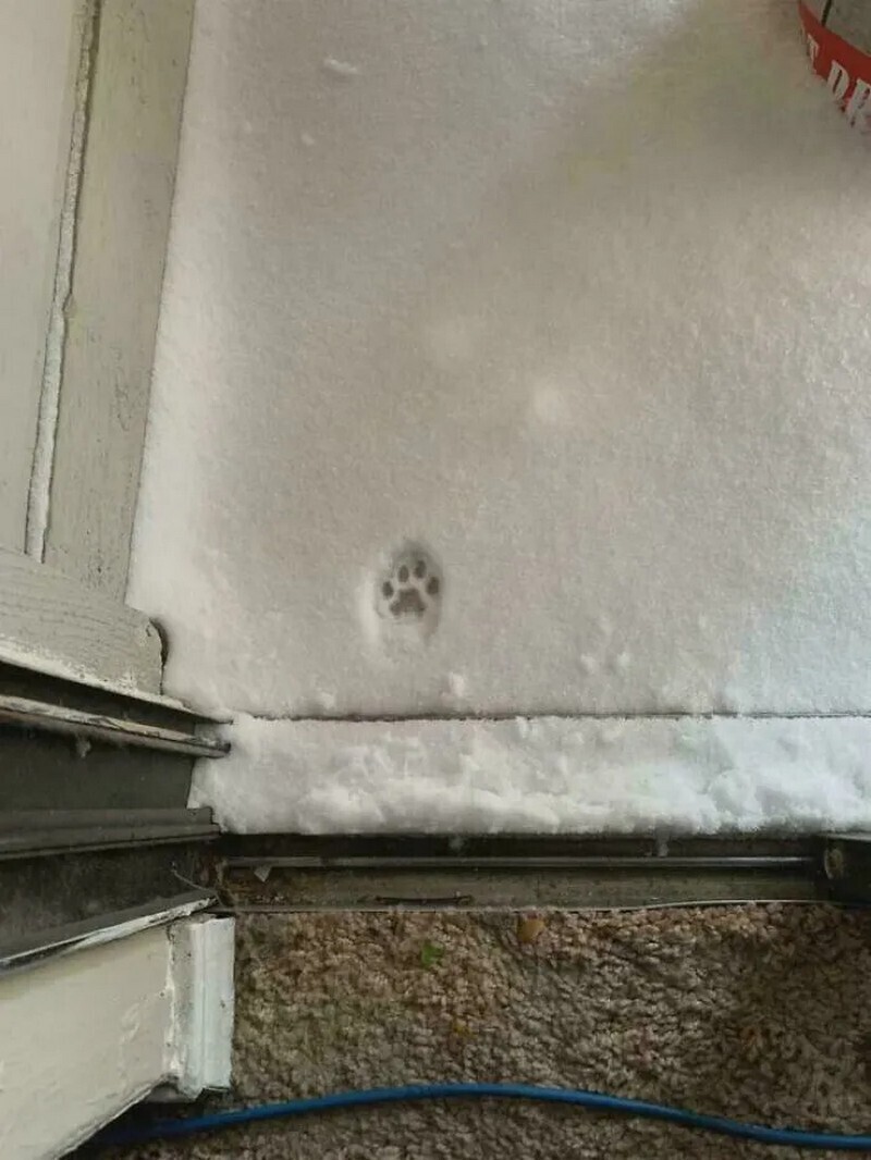 Блог - 15 кошачьих следов, доказывающих, что коты делают, что хотят и где хотят 15 кошачьих следов, доказывающих, что коты делают, что хотят и где хотят