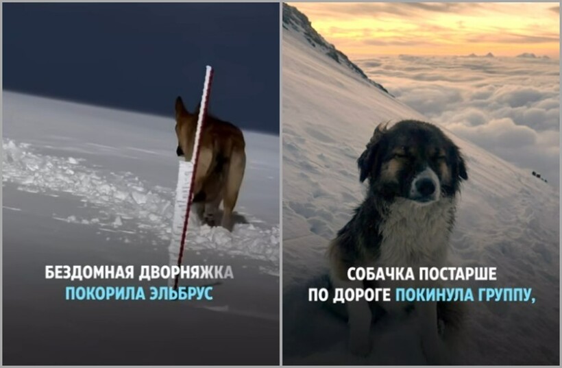 Блог - Бездомный пес покорил Эльбрус и стал звездой соцсетей Бездомный пес покорил Эльбрус и стал звездой соцсетей