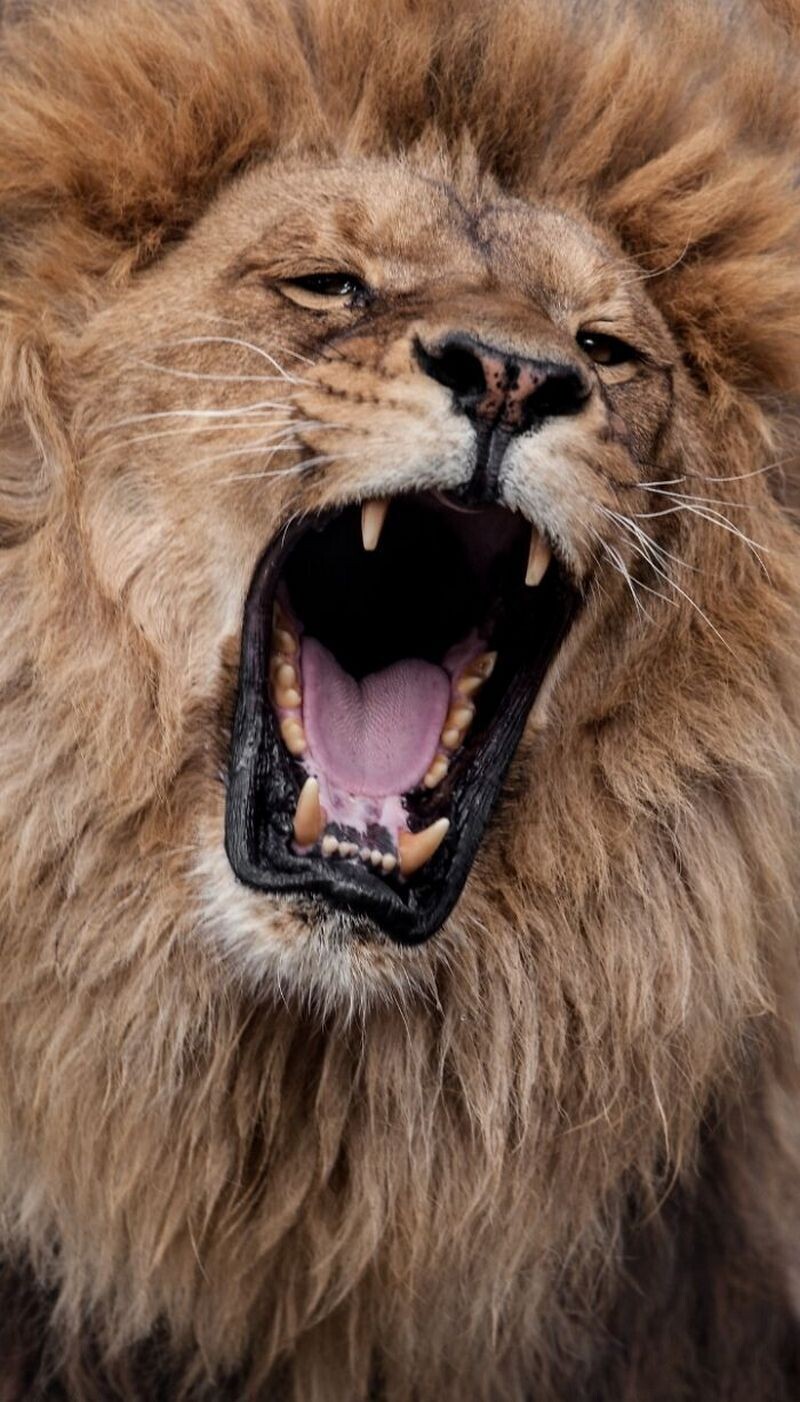 Блог - Как заставить зверей зевать: интересный эксперимент от македоского фотографа  Как заставить зверей зевать: интересный эксперимент от македоского фотографа