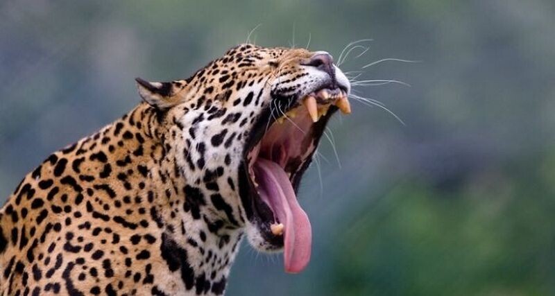 Блог - Как заставить зверей зевать: интересный эксперимент от македоского фотографа  Как заставить зверей зевать: интересный эксперимент от македоского фотографа